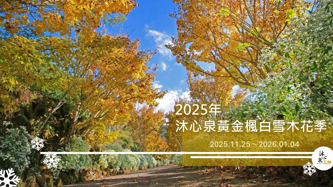 可能是樹和顯示的文字是「 2025 年 沐心泉黃金楓白雪木花季 2025.11.25~ 2025.11. 025.11.25~2026.01.04 2026.01.04 沐」的圖像